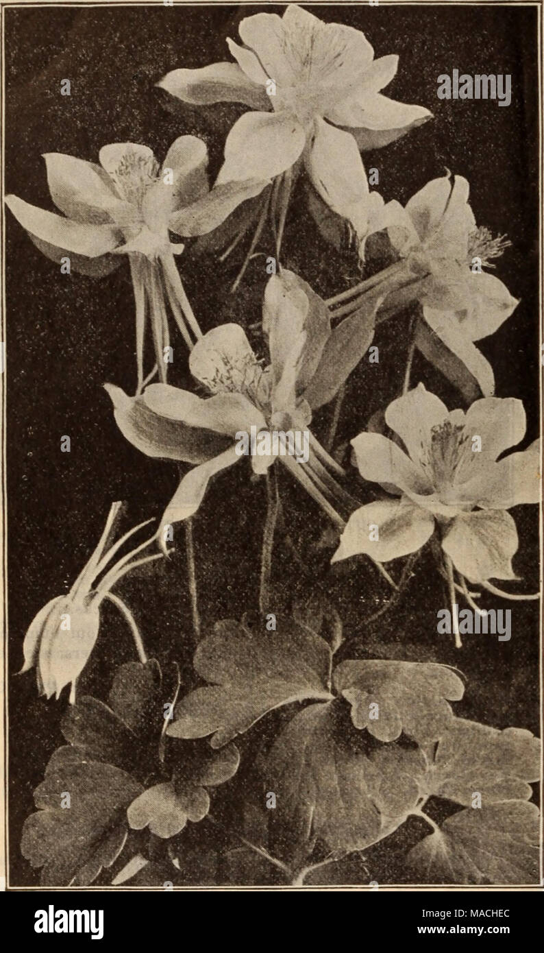 . Dreer's wholesale price list / Henry A. Dreer. . AQUILEGIA OR COLUMBINE Tr. pkt. Oz. Acanthus latifolius 10 $0 15 Achillea, Ptarmica fl. pi., &quot;The Pearl&quot; (Double White Yarrow). A fine white cut flower; blooms all summer 50 3 00 Aconltum ISapellus (Monkshood) 20 60 Agrostemma Coronaria. Bright crimson 10 15 Alyssum Saxatile Compactum, Yellow 10 30 Ampelopsis Veitchi (Boston Ivy^. $1.50 per lb. . 10 15 Anchusa Italica Dropmore Variety 25 1 00 Anemone Coronaria. Mixed colors 15 50 St. Brigld. Semi-double, fine 25 1 00 Anthemis Tinctoria Kelwayi . ' ' 10 30 Aquilegia Californica Hybrid Stock Photo