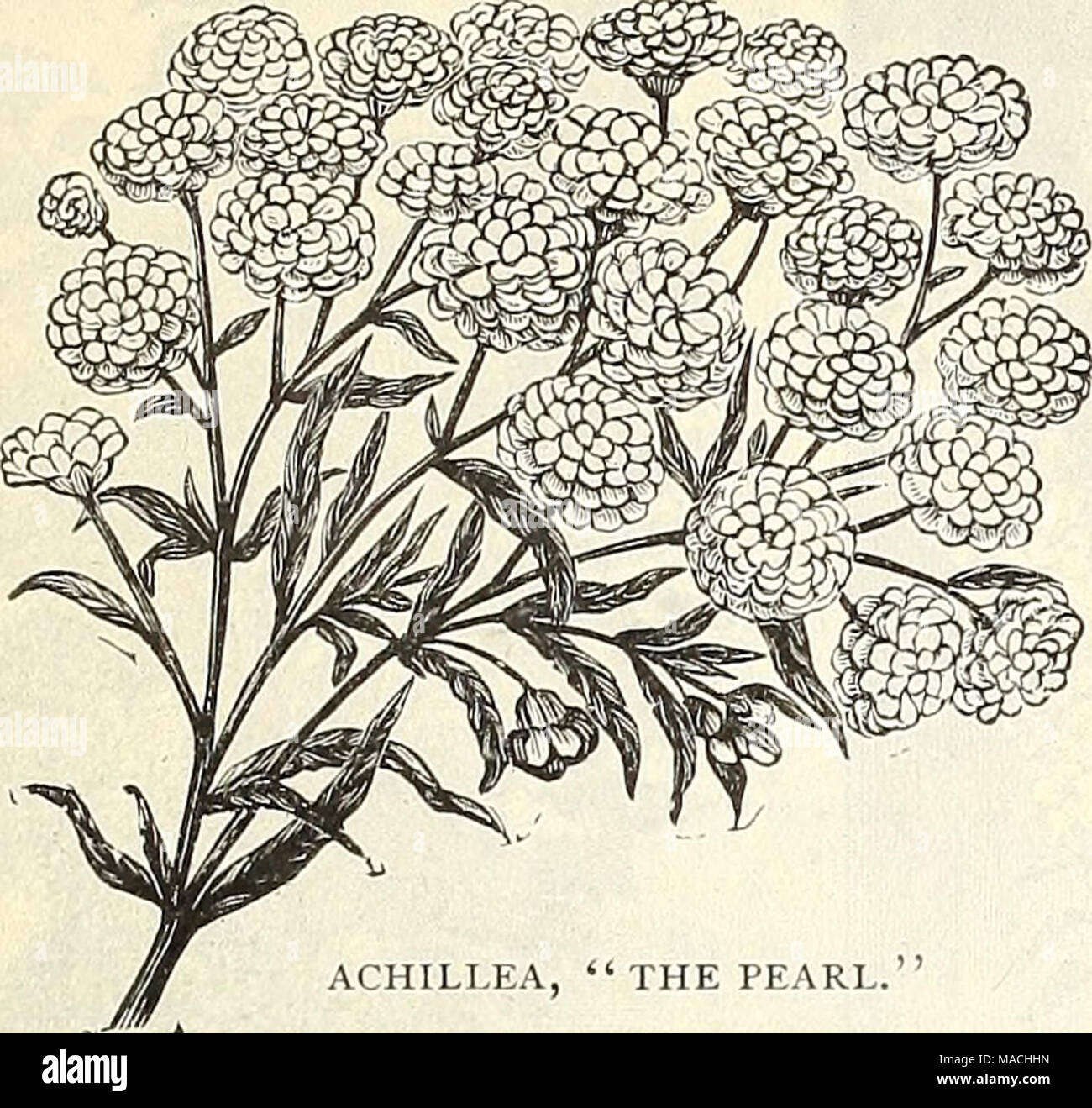 . Dreer's wholesale price : bulbs plants flower seeds, vegetable seeds, grass seeds, fertilizers, insecticides, tools, etc., etc . ACHILLEA, &quot;THE PEARL.&quot; Acanthus Latifolius. 3-inch pots. . $1 Mollis. 3-inch pots . ..... I Aconitum, Barbatum. Strong .... i Napellus. Strong I Uncinatum i Achillea, Filipendulina. Strong divisions Millefolium Roseum. 3 inch pots. The Pearl. 3-inch pots Tomentosum. Strong divisions . I Eupatorium. Strong divisions .... Actaea, Spicata (White Baneberry) . I Spicata Rubra (Red Baneberry) ... I Adonis, Pyrenaica i Vernalis /Egopodium, Podagraria Variegata 3 Stock Photo