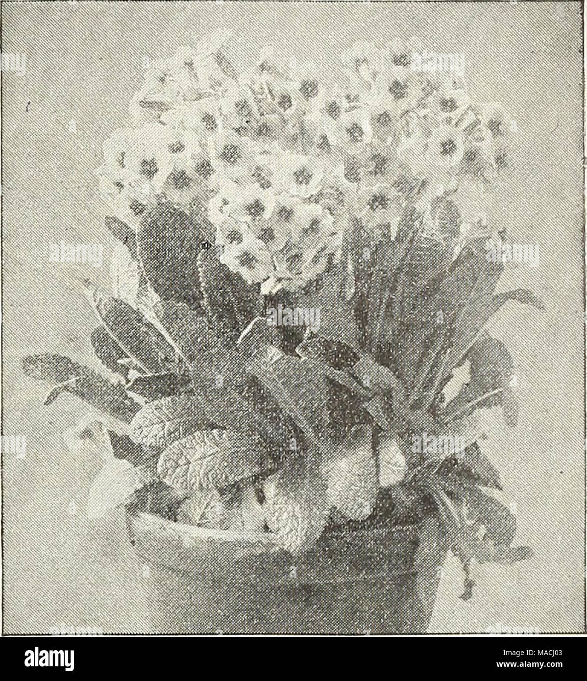 . Dreer's wholesale price list for 1901 : flower seeds, bulbs, aquatics, plants vegetable seeds, tools, implements, fertilizers, etc., etc . Spectabilis. Strong divisions I 25 10 00 Peistula Veris Superba. Sempervivum (House Leek). Per doz. Per/oo. Anomalum ^o 75 Californicum 75 $i 00 Funki 75 Leucanthum 75 Spiraea. Aruncus Kneiffi. A new variety that is entirely distinct from and superior to all exist- ing kinds ; it is of bold, yet graceful habit, attaining a height of 3 to 4 feet, with finely divided, fern-like, dark green, graceful foli- age, and a mass of pure white feathery flowers, whic Stock Photo