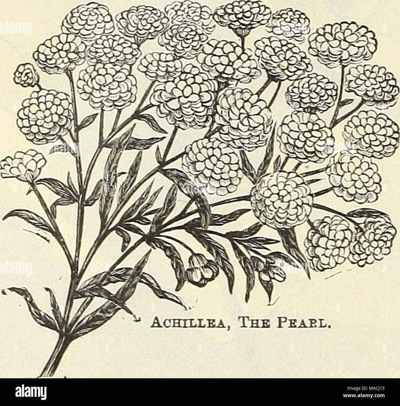. Dreer's wholesale price list for 1901 : flower seeds, bulbs, aquatics, plants vegetable seeds, tools, implements, fertilizers, etc., etc . ACHILLKA, ThB FEAEL. Achillea. (Milfoil.) Perdoz. Per loo. Filipendulina. Strong di-s-isions $ 75 $6 oo Millefolium Roseum. Strong divisions . 60 4 00 The Pearl. 3-inch pots 60 4 00 Tomentosum. Strong divisions I 00 8 00 Actsea. (Baneberry.) Japonica. A Japanese introduction producing dense spikes of pure white flowers not unlike our native Baneberr}', but while our native species flowers during June, the Japanese form does not come into bloom imtil Septe Stock Photo