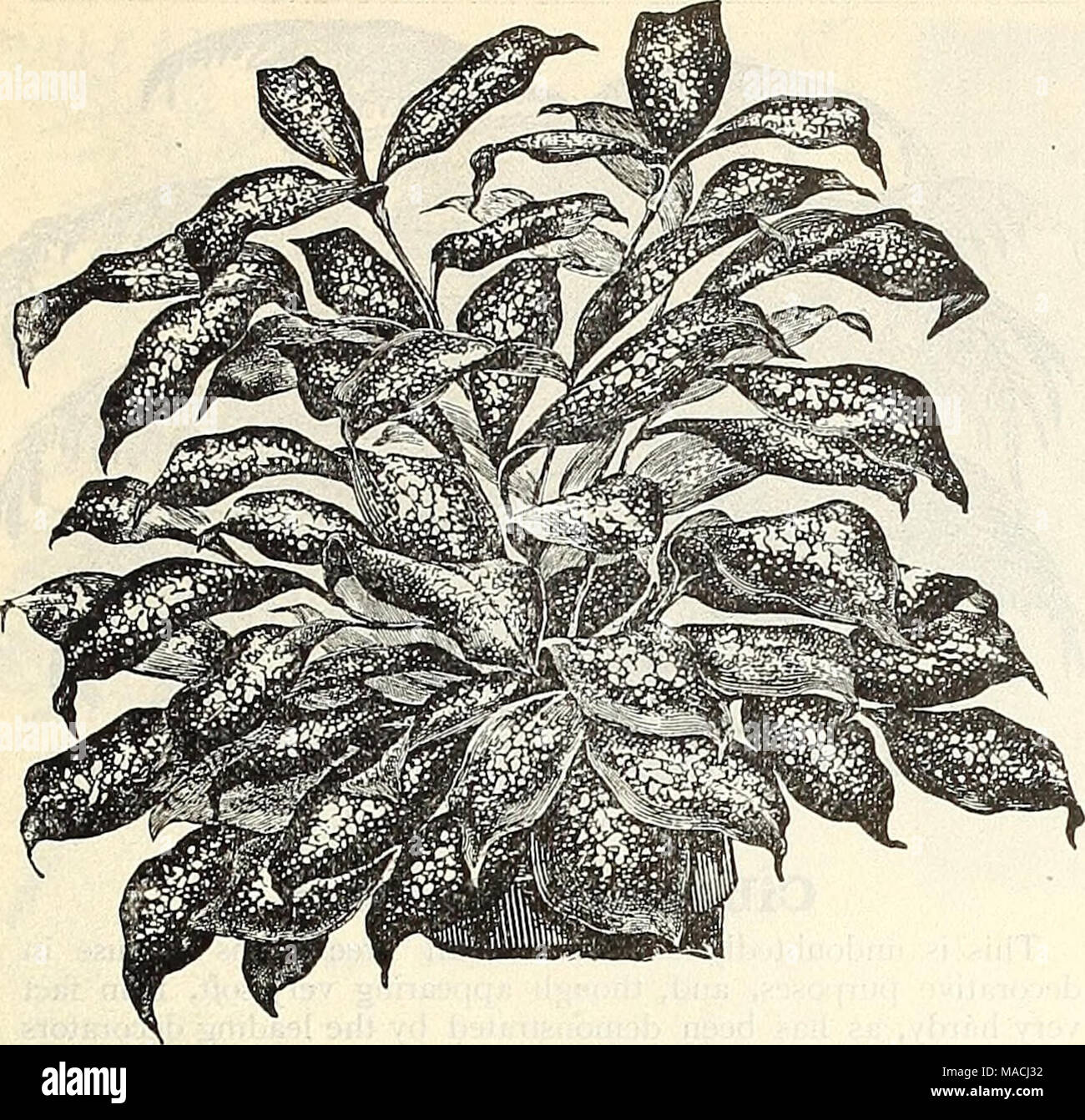 . Dreer's wholesale price list for 1901 : flower seeds, bulbs, aquatics, plants vegetable seeds, tools, implements, fertilizers, etc., etc . DEACiENA GODSEFFIANA. Dracaena God8e£B.ana. Undoubtedly one of the most striking ornamental foliage plants of recent introduction. The plant is of an entirely diffei- ent habit and appearance from all other Dracsenas. It is ofj fi-ee-branching habit, and throws out many suckers from the] base so as to form beautiful, compact, graceful specimens in a' very short time. Its foliage is broadly lanceolate, 5 to 6 inches long, and 2 to 3 inches wide, of a stron Stock Photo