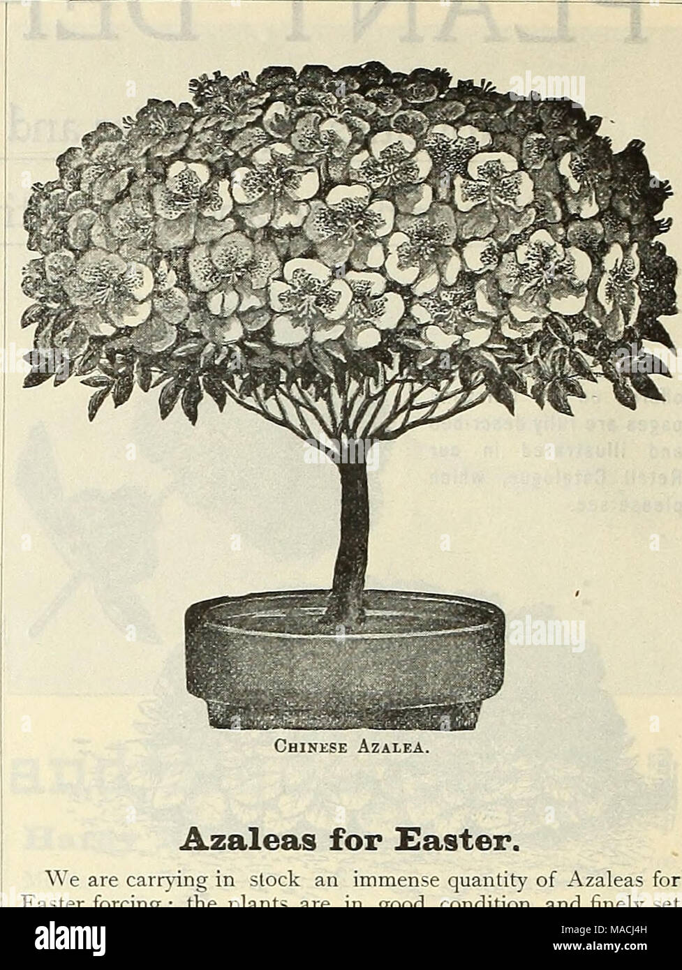 . Dreer's wholesale price list for 1901 : flower seeds, bulbs, aquatics, plants vegetable seeds, tools, implements, fertilizers, etc., etc . 14 to 15 1 50 2 ^o Arancaria Cooki £legantissinia. A limited stock of this rare species. 5-inch pots, 8 inches high, ^1.25 each. Aristolochia Gigas Stnrtevanti. The Duck Plant. 3-inch pots, 35 cents each. Asparagns Sprengeri. This variety is becoming more popular every season, the de- mand during the past winter having been exceptionally strong. 3-inch pots, 75 cts. per doz.; g 6 00 per 100. 5 &quot; §2 00 &quot; 15 00 &quot; 6 &quot; 3 50 &quot; 25 00 &q Stock Photo