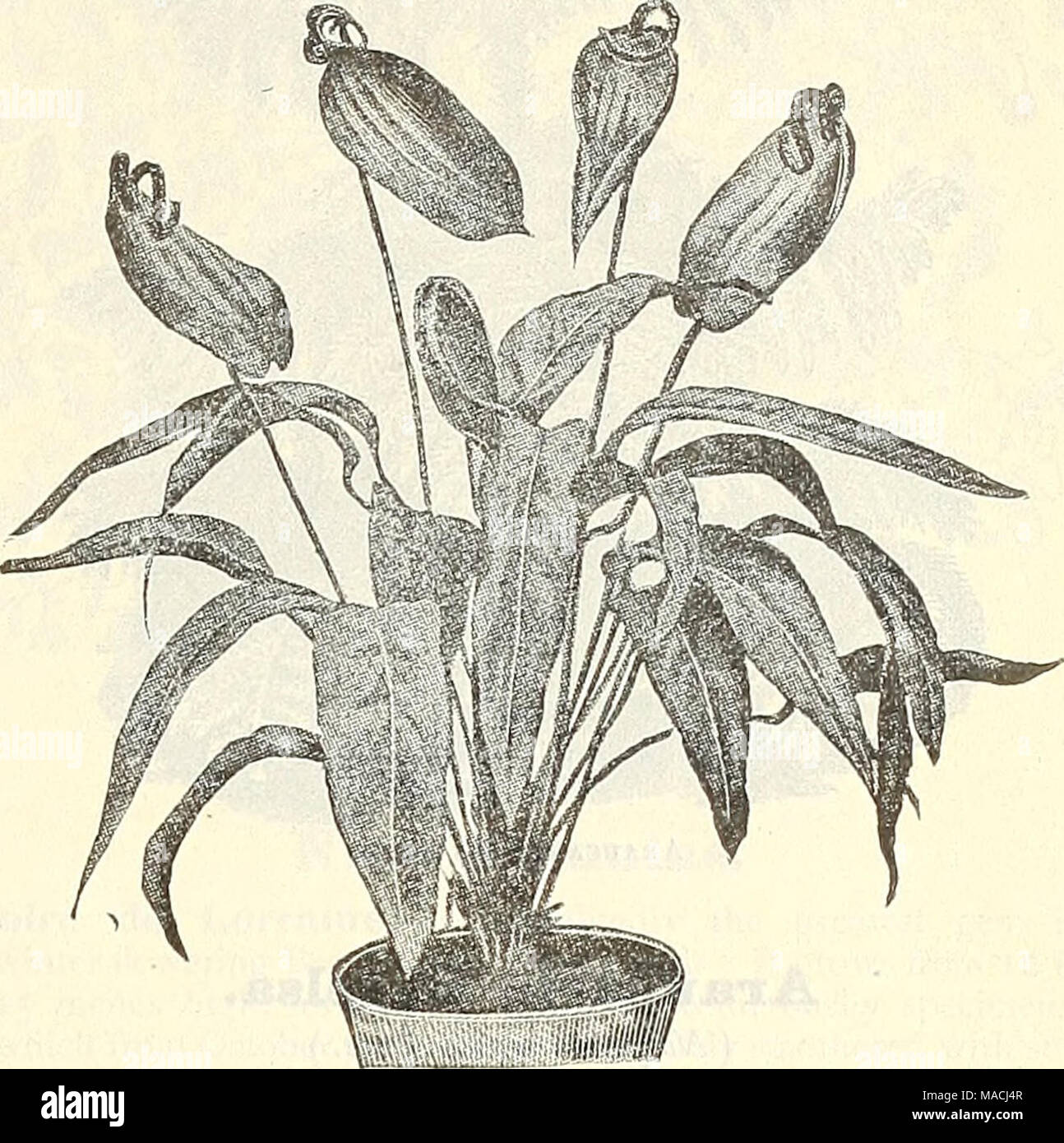 . Dreer's wholesale price list for 1901 : flower seeds, bulbs, aquatics, plants vegetable seeds, tools, implements, fertilizers, etc., etc . Anthukium. Aloysia. P&quot;^^' ^&quot;^ p^^' 'oo- Citriodora {Le?non Verbena), 3-inch pots . ^l 00 $ 7 00 Alamanda. Williamsi. A fine dwarf variety, 3-inch pots I 25 10 00 &quot; &quot; &quot; &quot; 4 &quot; &quot;2 50 20 00 Alternantlieras. Amoena Spectabilis. Best crimson ... 50 3 00 Aurea Nana. Finest yellow 50 3 00 Rosea Nana. Rosy crimson, f.ne 50 3 00 Versicolor. Deep crimson and chocolate . 50 3 00 Ready April ist. AnthericTun. Vittatum Variegatum Stock Photo
