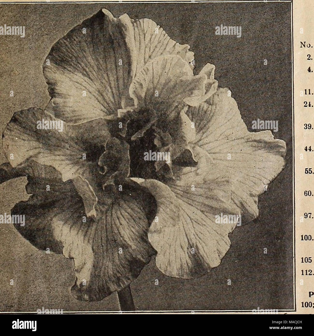 . Dreer's wholesale price list : bulbs for florists plants for florists flower seeds for florists florists' requisites . JAPANESE IRIS Dreer's Imperial Japanese Iris Order by name or number. Tora-odorl. Pure white, faintly traced with violet. Yomo-no-uml. A fine, free-flowering early creamy-white, 6 petals. Hano-no-nlshlkl. Bright violet; white veinings. Qosetsu-Mal. White, veined and traced aniline blue, 6 petals. FukUyose. Light ground color, marbled with aniline blue; 6 petals. Yoshlmo. Creamy-white, delicately veined with violet, 6 petals. Shuchlukwa. Crimson-purple with large white veins  Stock Photo