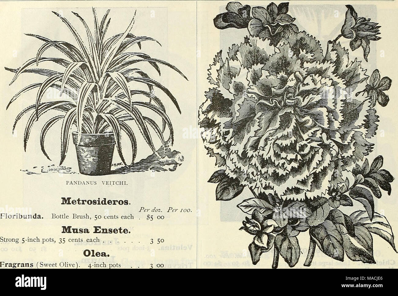 . Dreer's wholesale price list : tools, fertilizers, insecticides, sundries, etc . Metr osider OS. Per doz. Per lOO. Floribunda. Bottle Brush, 50 cents each . $5 00 Mnsa £nsete. Strong 5-inch pots, 35 cents each 3 5° Olea. Fragrans (Sweet Olive). 4-inch pots . 3 00 Pansies, Royal Hxliibitioii. Transplanted Seedlings, ^10.00 per 1000 . . i$l 50 Strong plants, 25.00 &quot;... 3 00 Passiflora. Ccerulea. 2;4^-inch pots $0 75 6 00 Constance Elliott. 2^4;-inchpots . ... 75 600 F*fordti. 2 J^-inch pots 75 6 00 Decaisneana Variegata 75 6 00 Peperomia. Maculosa. 3-inch pots 100 800 Metallica. 21-4 &quo Stock Photo