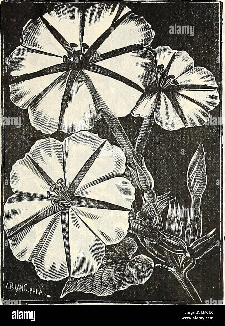 O De Rose Stock Photos O De Rose Stock Images Page 2 Alamy