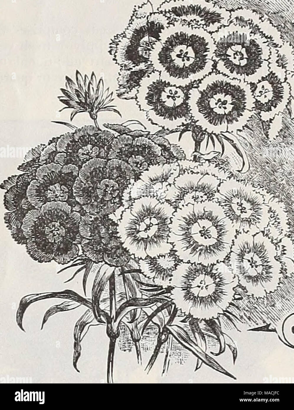 Primula Cortusoides Grandiflora High Resolution Stock Photography And Images Alamy