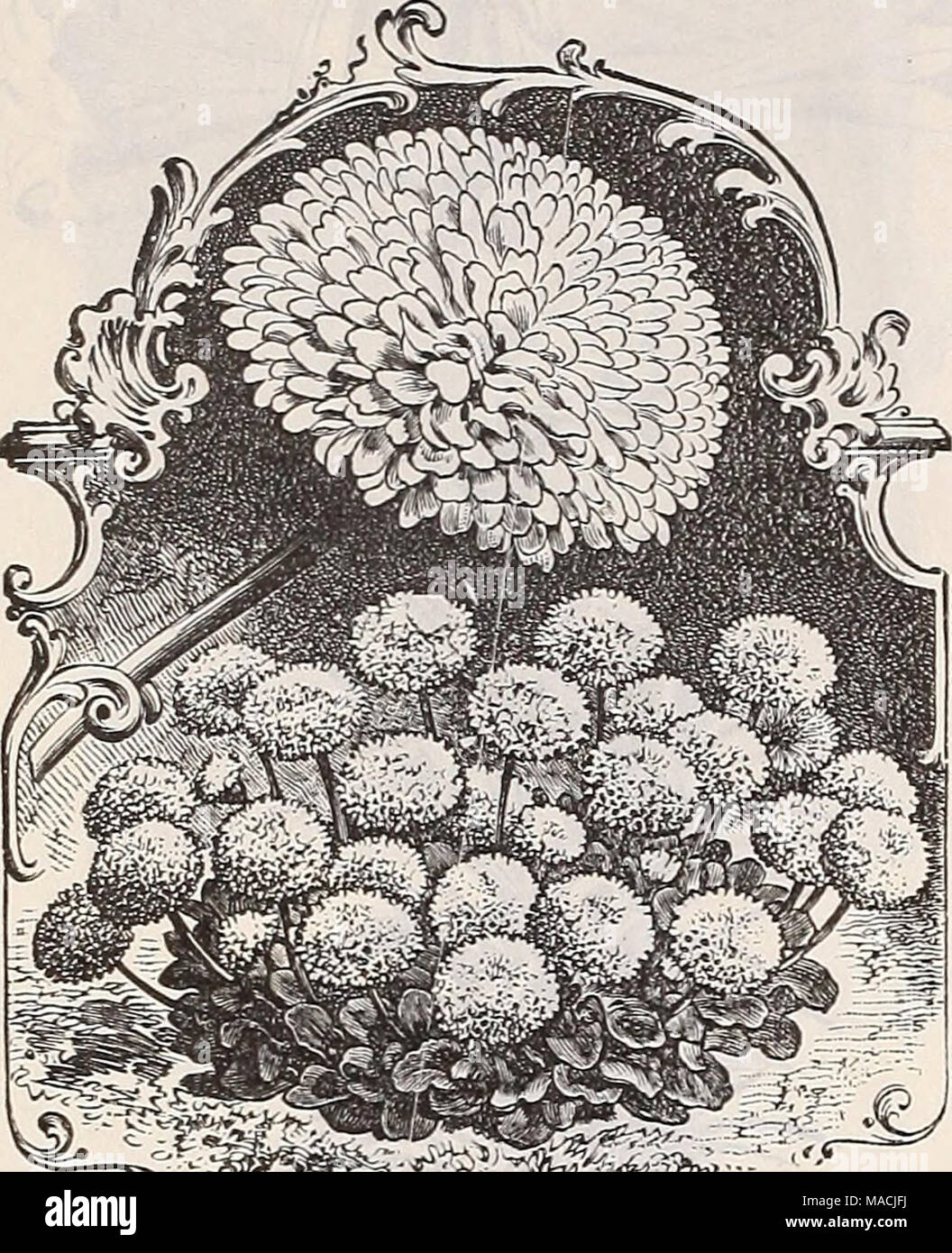 . Dreer's wholesale price list : summer edition July to August 1901 plants bulbs seasonable flower and vegetable seeds, fertilizers, tools, etc., etc . BELLIS PERRENNISâDOUBLE SNOWBALL. Achillea ptarmica, double white, hardy .... Aconitum napellus (3/onhshood) Alyssum maritimum [Sweet Afyssum) lb. $1.25 Tom Thumb, dwarf, compact, lb. ^2.00 . Little Gem, 'â ^White Carpet,^'' very dwarf, saxatile compactum, yellow perennial . . Ampelopsis Veitchii [Boston or Japanese Ivy) lb. $1.50 Anemone coronaria, mixed fulgens, single scarlet Japonica alba [The Bride) &quot; &quot; gigantea Antirrhinum majus Stock Photo