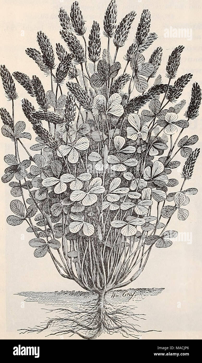 . Dreer's wholesale price list autumn edition September 1899 December : bulbs plants flower and vegetable seeds for fall ... planting implements, fertilizers and requisites . Pasture Grasses made up as required. GRASSES. Prices subject to market changes. Per 100 lb. Kentucky Blue, Fancy. Bus. (14 lbs.) $1.75.. $11 00 Canadian Blue. Bus. (14 lbs.) $1.50 10 00 Jfted Top Grass. Bag of 50 lbs., $3.00 6 00 &quot; Fancycleaned, Bu. (321bs)$5.00 15 00 Meadow Fescue. Bus. (22 lbs.) $2.25 9 00 Sheep Fescue. Bus. (12 lbs.) $2.00 14 00 Wood Meadow Grass. Bus. (14 lbs.) $4.00 28 00 E. I. Bent Grass. Bus.  Stock Photo