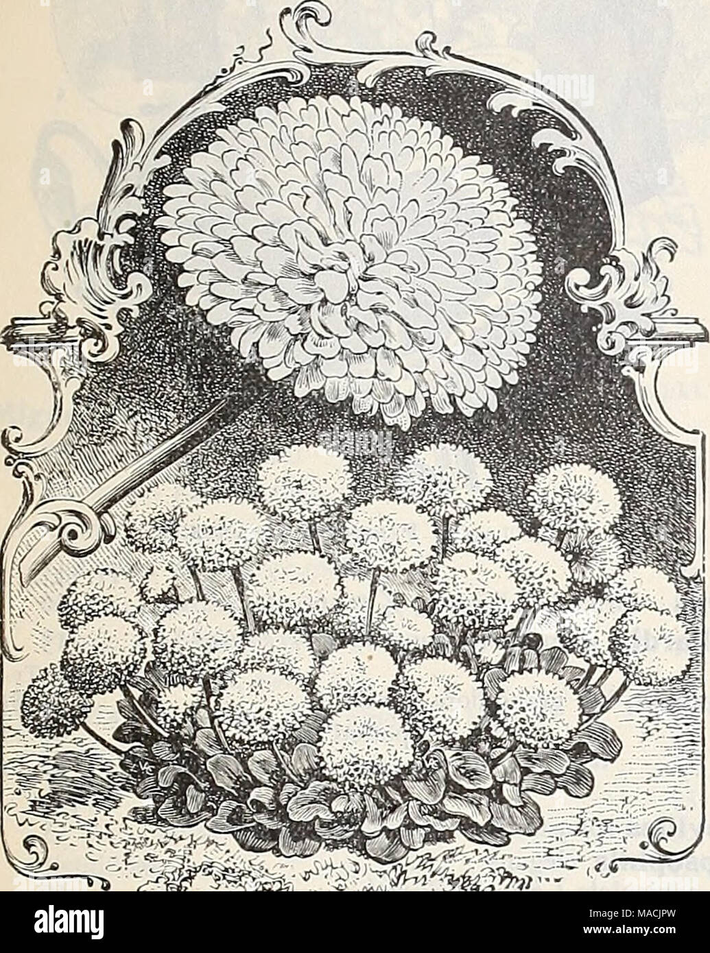 . Dreer's wholesale price list autumn edition September 1899 December : bulbs plants flower and vegetable seeds for fall ... planting implements, fertilizers and requisites . Bellis Peeennis. Double Snowball. .,;P^y^X*Nir;^ Achillea ptarmica, double white, hardy . Alyssum maritimum (Sweet Alyssum) lb. $1.40 Tom Thumb, dwarf, compact, lb. $2.00 . Little Gem, &quot; White Carpet,&quot; very dwarf. saxatile compactum, yellow perennial . . Ampelopsis Veitchii (Boston or fapanese Ivy) lb. $1.50 Antirrhinum majus, mixed, extra fine strain . Firefly, bright red Queen of the North, white Niobe, whit Stock Photo
