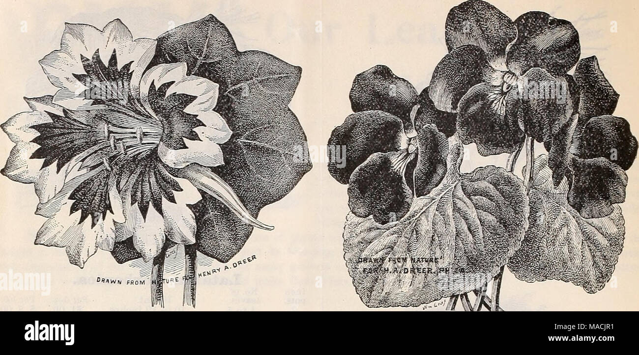 . Dreer's wholesale price list autumn edition September 1899 December : bulbs plants flower and vegetable seeds for fall ... planting implements, fertilizers and requisites . Tbop.eolum Phcebs. Steplianotis Floribunda. 3 inch pots, 30 cents each ; $3.00 per dozen. Stigmaphyllon Ciliatum. The Brazilian Orchid vine, producing freely beautiful yellow Oncidium like flowers. 3 inch pots. 35 cts. each. Tropaeolum Phoebe. A most attractive and deliciously-scented variety, produc- ing flowers throughout the winter and summer season of a deep, golden-yellow, with a rich crimson feathered blotch in each Stock Photo