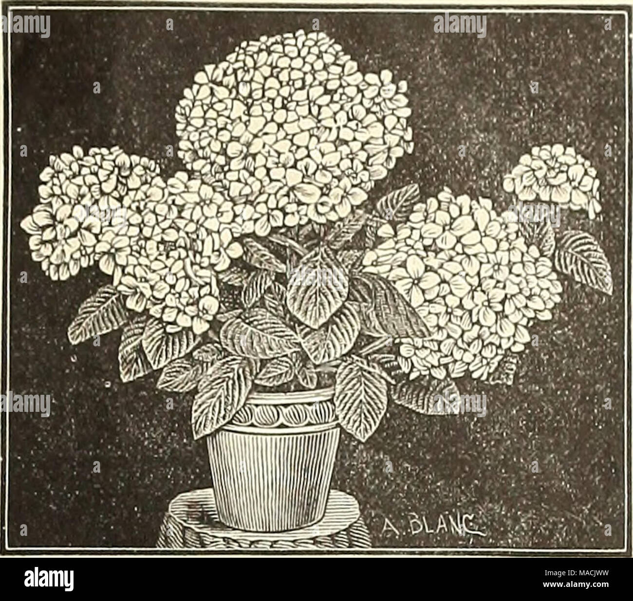 . Dreer's wholesale price list for florists and market gardeners : summer edition July 1891 August . Hydrangeas. Inch pot3. Per doz. Per 100 Otaksa 3 1 00 8 00 Thos. Hogg 3 1 00 7 00 &quot; 4 1 50 12 00 Rosea 3 1 50 12 00 White Fringed 3 1 50 12 00 Lapagerias. Lapageria Rosea. We have a fine stock of this suherh climber. Strong plants, 5 inch pots, $2.50 each. &quot; &quot; 6 &quot; &quot; 3.50 &quot; Lapageria Alba. Good plants, 5 iu. pots, $4.00 each. Maranta Ornata. A useful compact growing variety not exceeding 6 inches in height suitahle for planting in fern dishes in connection with Fern Stock Photo