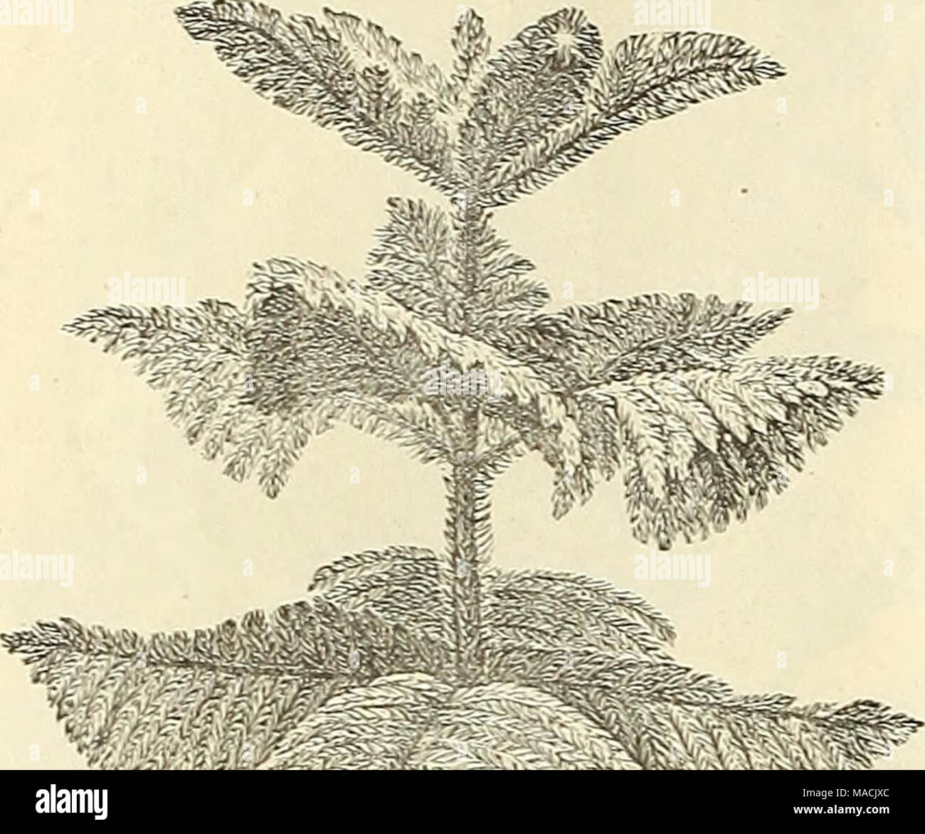 . Dreer's wholesale price list for florists and market gardeners : summer edition July 1891 August . m ,f^M^&quot; Araucaria Excelsa. i Norfolk Island 1'hie.* Elegant specimens of this popular Evergreen, one of the most useful and attractive decorative plants. 21 to 30 inches high, $3.00 each. Anthuriuni Andreanum. Strong 3-inch pots, 50 cents each. Anthuriuni Grande. A most desirable exhibition plant. We offer strong specimens at $1.50, $2.00 and $2.50 each. Anthurium Sherzerianum. 4 inch pots. 81.00 each. Stock Photo