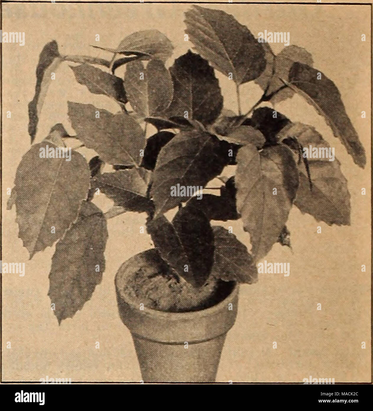 . Dreer's wholesale catalog for florists and market gardeners : 1942 winter spring summer . Cissus antarctica Cissus Antarctica—Kangaroo Vine A house plant resembling in habit the well-known and popular Grape Ivy, Vitis rhombifolia. The deeply toothed, rather thick, glossy dark green leaves about 4 inches long are ovate or oblong and sometimes heart- shaped. They resemble those of the Chestnut Tree. The plant branches freely forming a compact attractive bush. As it grows larger it vines much like the Grape Ivy, having tendrils for climbing. 2-inch pots, 9c each; $ 8.00 per 100: $75.00 per 1000 Stock Photo