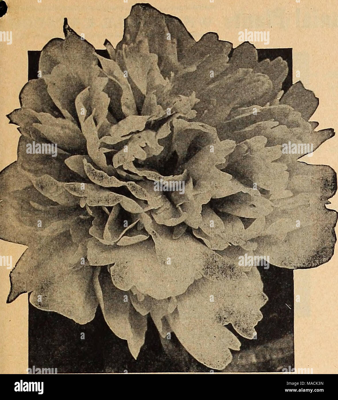 . Dreer's wholesale catalog for florists and market gardeners : 1942 winter spring summer . Double Herbaceous Peony Double Herbaceous Peonies Each Per 100 Baroness Schroeder (9.0). A tall mid- season Peony with large, globular, flesh white blooms $0 43 $40 00 Edulis Superba (7.6). This is the only Peony offered that is rated under 8, and there is no reason why it should carry this low rating as it is really a good Peony—early, free-flowering, and a fine cutflower in the dark pink class 21 18 00 Felix Crousse (8.4). Late mid-season red Peony. Probably the largest seller of all red Peonies 23 20 Stock Photo