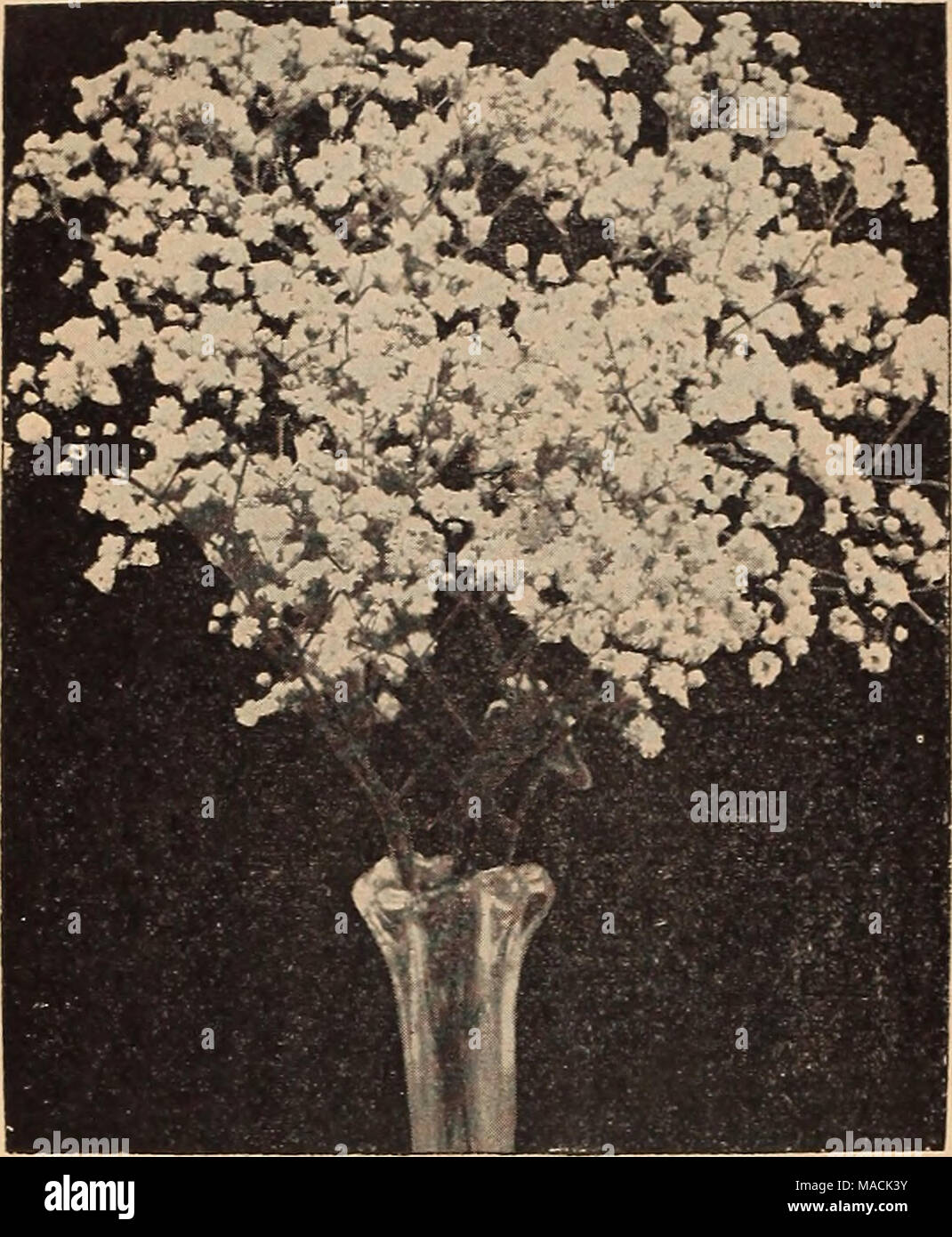 . Dreer's wholesale catalog for florists and market gardeners : 1942 winter spring summer . Double Gypsophila Bristol Fairy Double-Flowering Gypsophila Each Per 100 Bristol Pairy. 3-inch pots $0 23 $20 00 Stock Photo