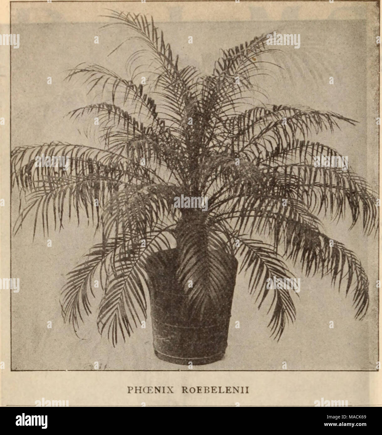 . Dreer's wholesale price list / Henry A. Dreer. . Palms -Continued Pritchardia Pacifica. Splendid plants of this fine hot-house Palm. 4- inch pots, 35 cts. each. 5- inch pots, Si.00 each. Ptychosperma Alexandrea. 4-inch pots, $2.50 per doz. Roscheria Melanochaetes. A rare hot-house Palm, makes a fine exhibition plant. 5-inch pots, $2.00 each. Thrinax Parviflora. A pretty species in which the palmate leaves are narrowly divided, very erraceful. 2'/4-inch pots, $1.50 per doz.: $10.00 per 100. 3 &quot; &quot; 2.00 &quot; 15.00 Thrinax Morrisii. Leaves divided into vary narrow segments of dwarf h Stock Photo