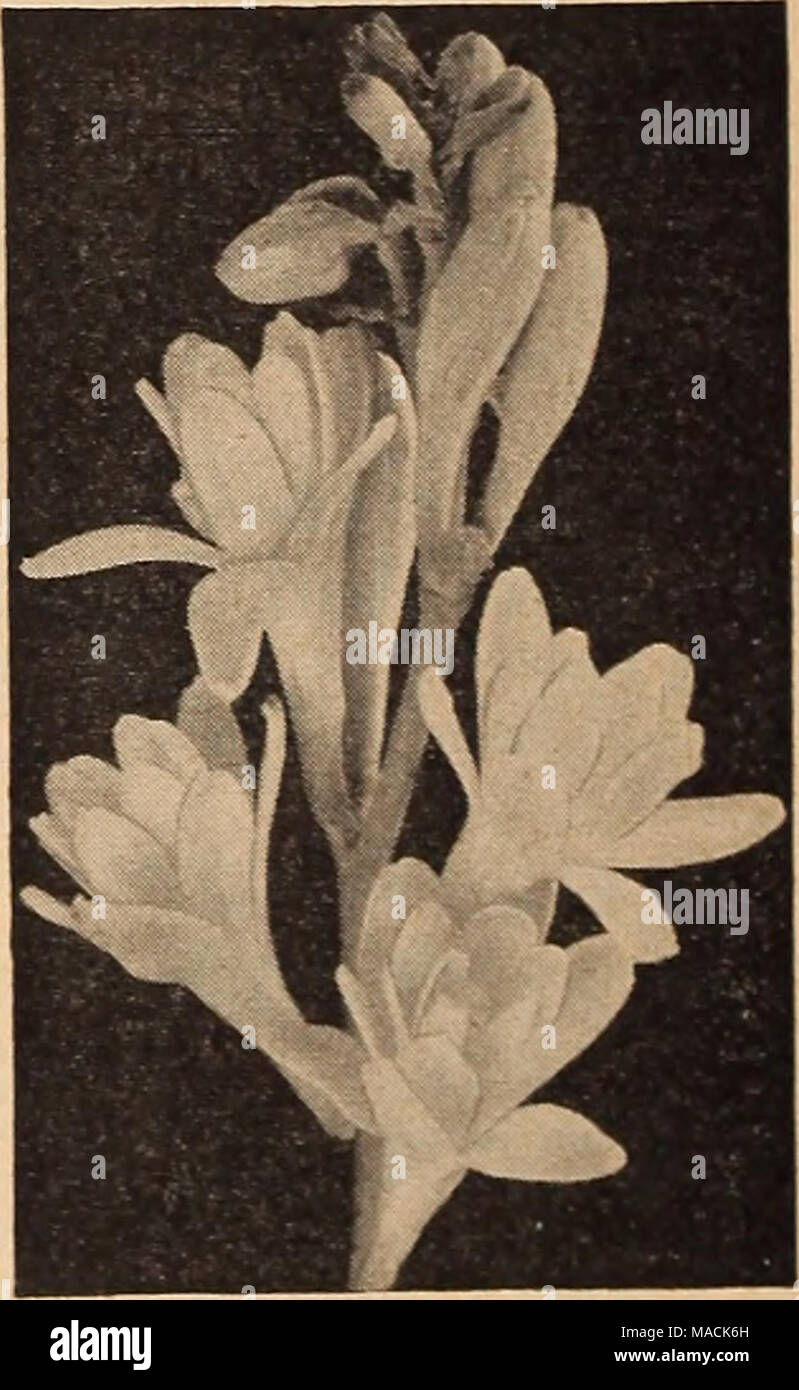 . Dreer's wholesale catalog for florists and market gardeners : 1942 winter spring summer . Tuberose, Double Pearl Tuberose—Double Pearl The most popular of the double sorts with showy fra- grant flower trusses. Selected bulbs. 4 to 6 inches circ, 45c per doz.; $3.00 per 100; $25.00 per 1000. Mammoth bulbs, 6 to 8 in. circ. 75c per doz.; $5.50 per 100; $45.00 per 1000. Tigridia—Tiger or Shell Flower Pavonia grandiflora hybrids. $1.25 per doz.; $8.60 per 100. Red Rose Yellow Any of the above: $1.50 per doz.; $10.00 per 100. Zephyranth.es Per doc Per 100 AJex. Pure yellow fl M $10 00 Alba 60 4 0 Stock Photo