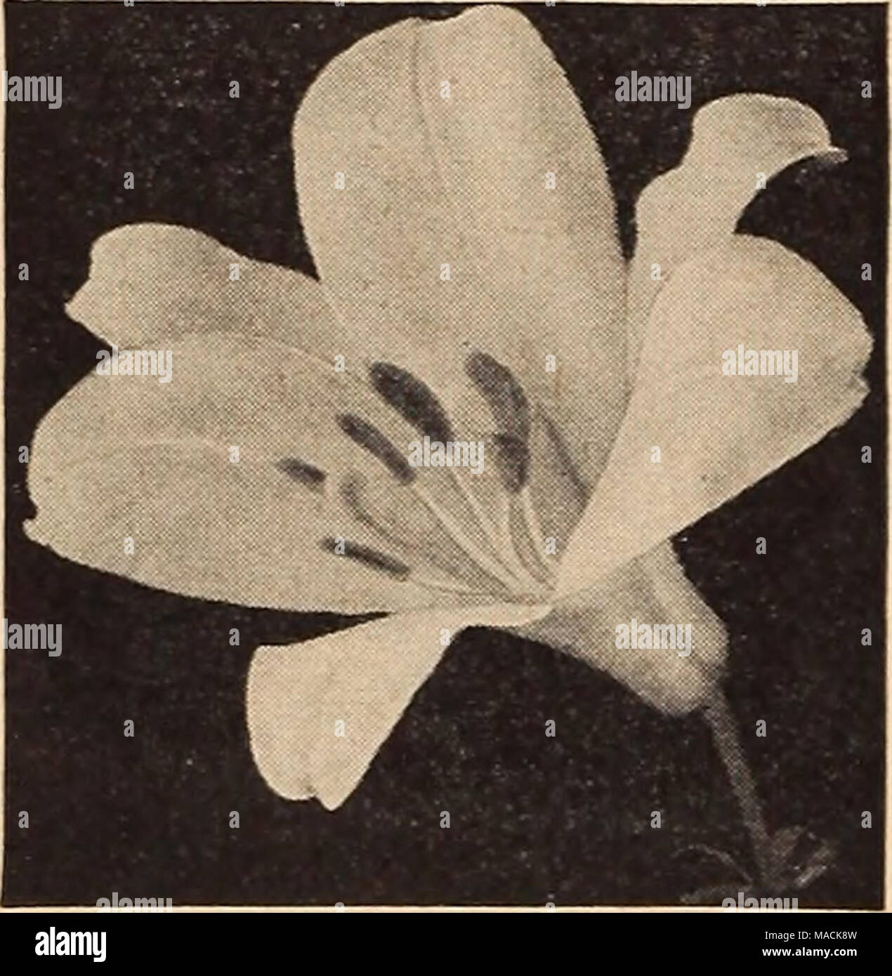 . Dreer's wholesale catalog for florists and market gardeners : 1942 winter spring summer . Lilium regale Lilium BTenryi (Yellow Show Lily). Rich apricot-yellow blooms with a few brown spots. Blooms in June. Trade pkt. 50c; oz. $3.00. Formosaunm (Dream or Wonder Lily). A truly re- markable Lily with umbels of large, white, long, trumpet-shaped flowers, like an Easter Lily. Will bloom in 6 to 8 months from the time seeds are sown. Very fragrant. 2 to 3 feet. Tr. pkt. 40c; oz. $2.00. ronnosanum, New Giant White. A very remarkable new strain of the Dream or Wonder Lily with giant blooms on partic Stock Photo