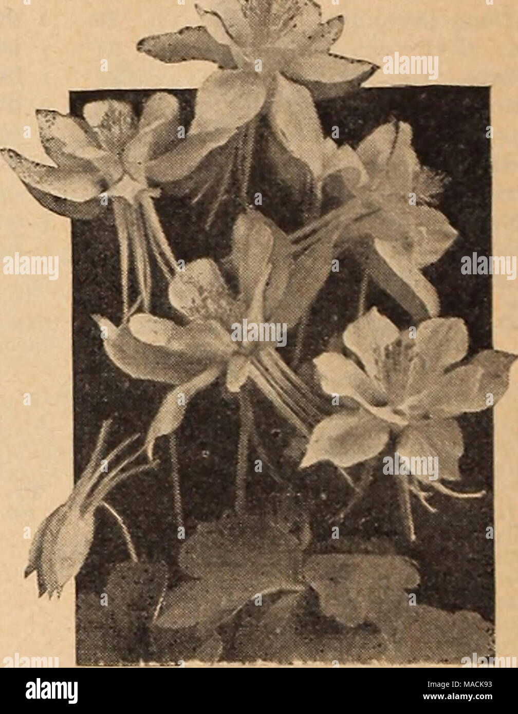 . Dreer's wholesale catalog for florists and market gardeners : 1942 winter spring summer . This duced. Aquilegia, Dreer's Long-Spurred Aquilegia—Columbine Dreer's Long-Spurred Columbines strain is unquestionably the finest yet The plants are of strong thrifty growth flowers of largest size, varying in color through of cream, pink, lavender, blue, white, red, etc. Trade pkt. Chrysantha (Golden Spurred). Golden yellow. 3-4 ft $0 40 Copper Queen. Copper red with straw yellow corolla. 2 Yz ft Crimson Star. Rich crimson outer petals and pure white center. 1% ft. tall. Y&amp; oz. $1.50; Yi oz. $2.5 Stock Photo