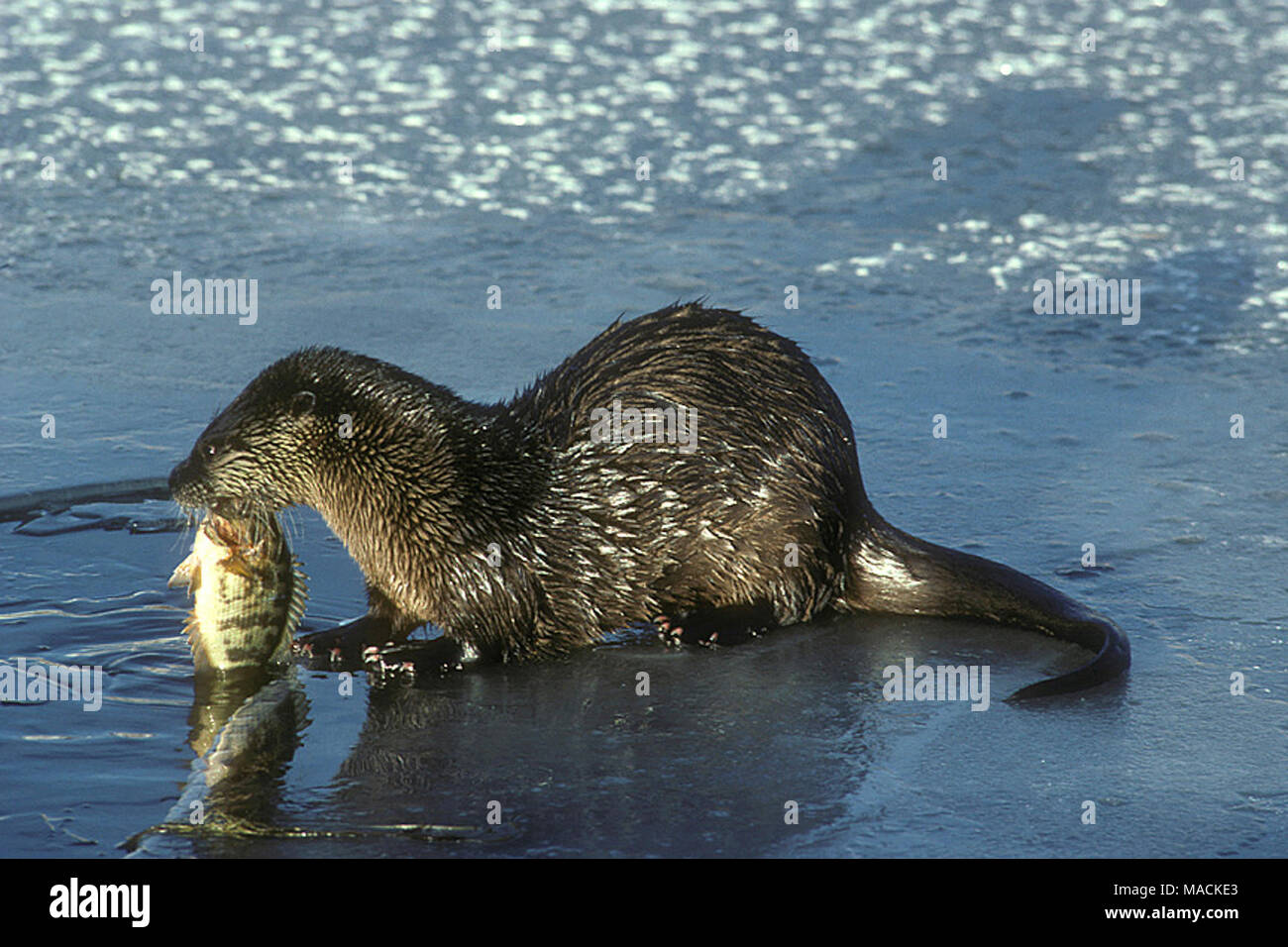 River Otter with Fish Stock Photo - Alamy