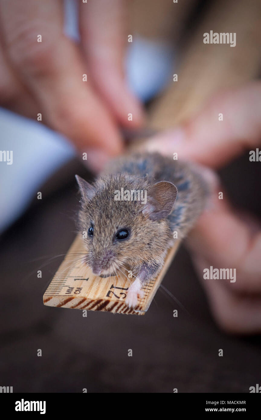 Conservation dependent species hires stock photography and images Alamy