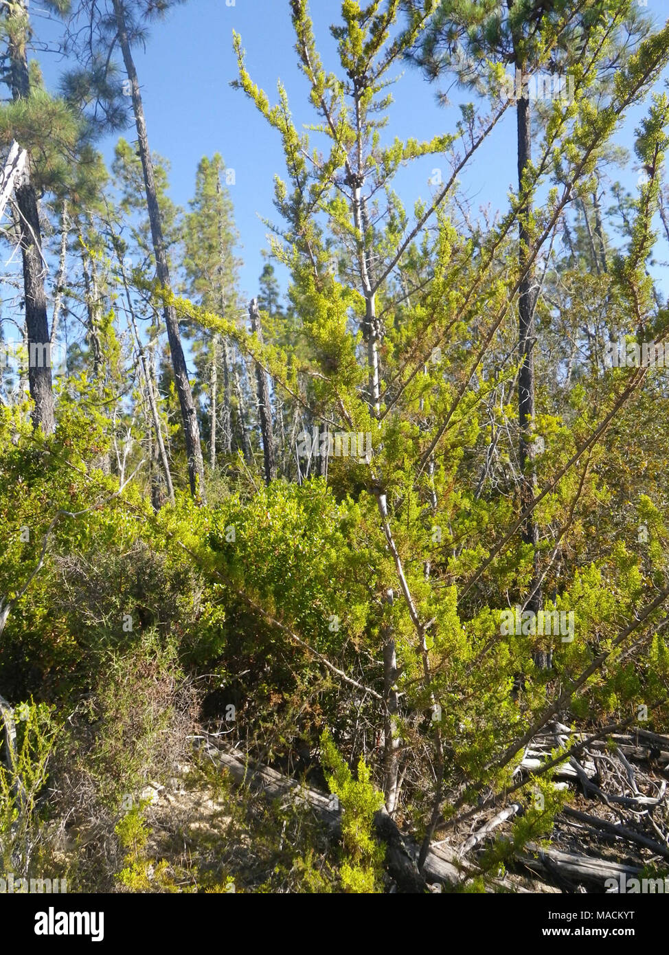 Fog ridges santa cruz mountains hires stock photography and images Alamy
