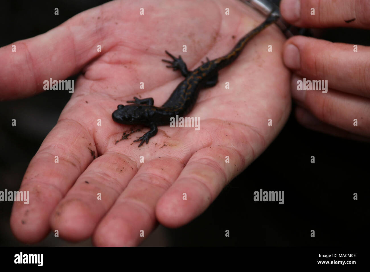 photography - Long hi-res stock images Alamy toed and salamander