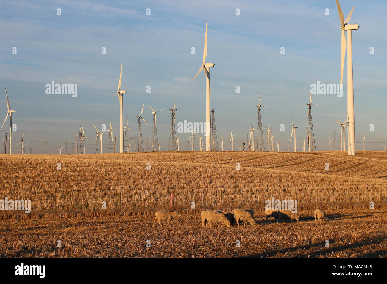 Shilo Iv Wind Turbines At Sunset Sheep Graze In A Pasture