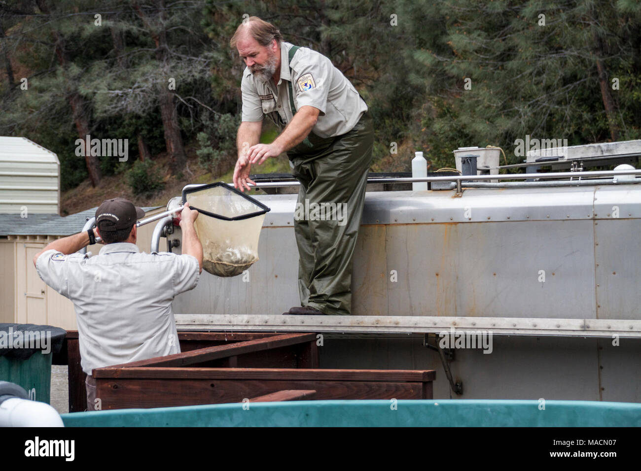 Transferring the fish. Jeff Freund hands a net full of fish off to John ...