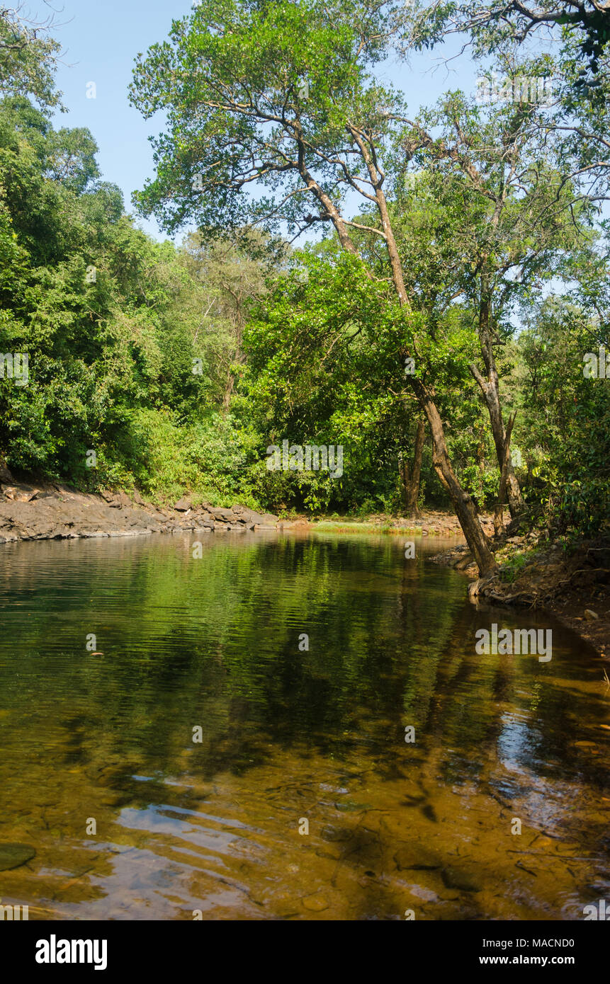 Deciduous Forests High Resolution Stock Photography And Images Alamy Deciduous Forests High Resolution Stock Photography And Images Alamy