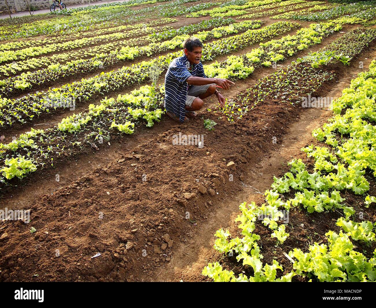 Philippines Farmer High Resolution Stock Photography and Images Alamy