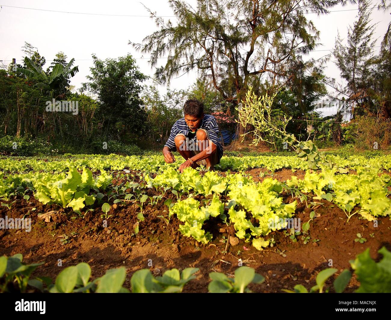 Filipino Farmer High Resolution Stock Photography and Images Alamy