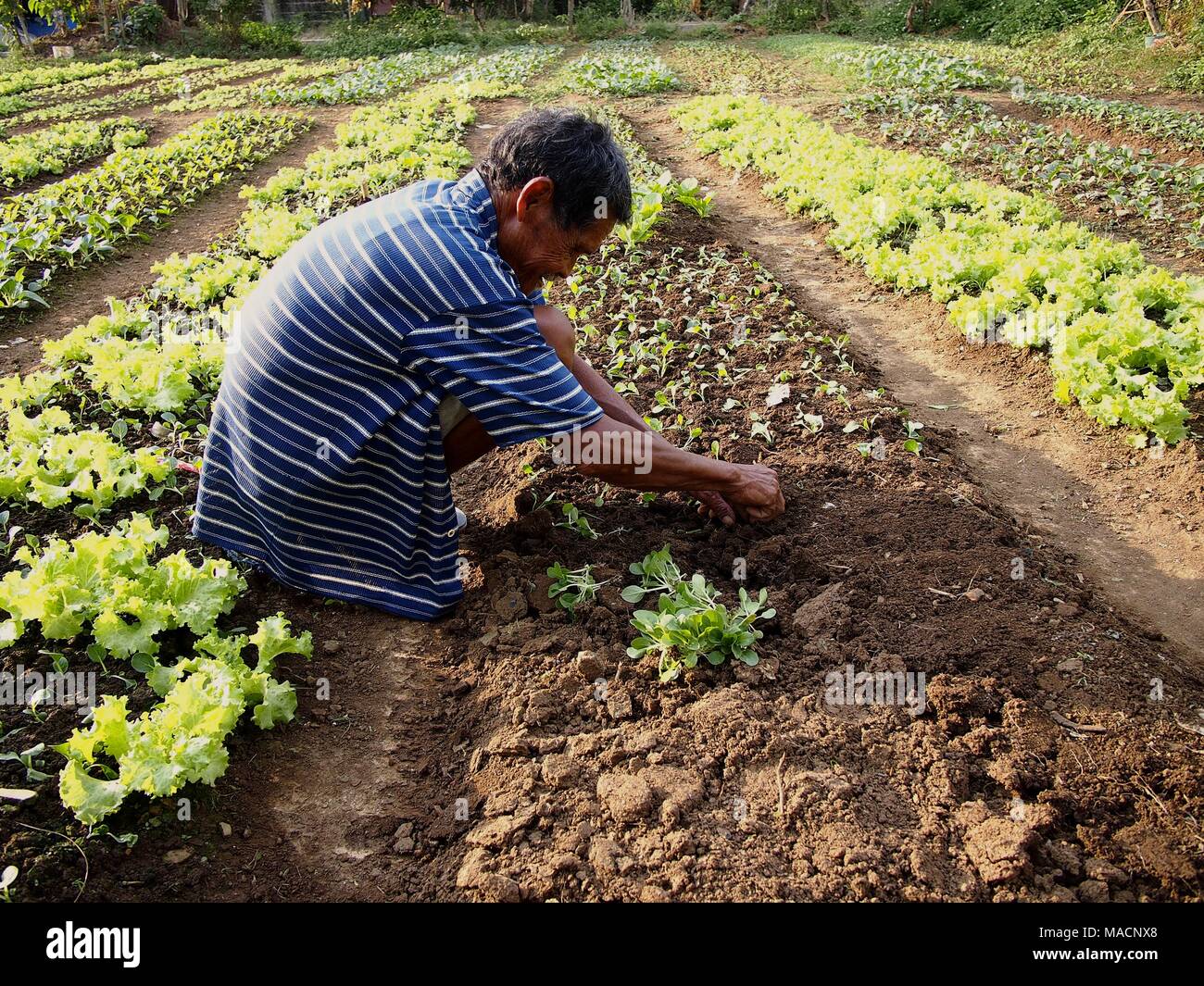 ANTIPOLO CITY, PHILIPPINES MARCH 28, 2018 A farmer plants lettuce