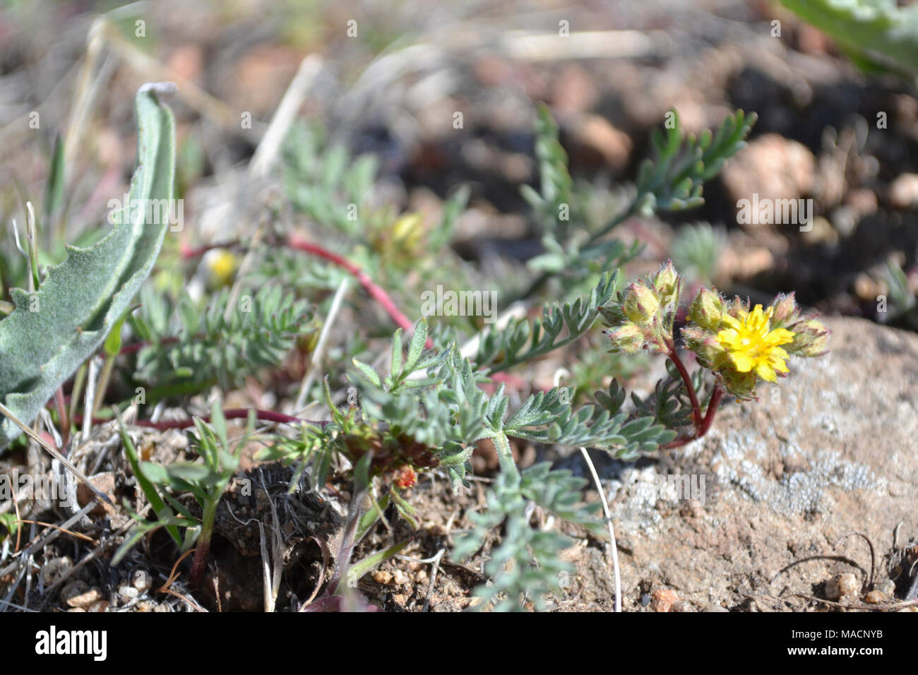 Webber's ivesia. Webber's ivesia populations are  being threatened by habitat loss and degradation. Stock Photo