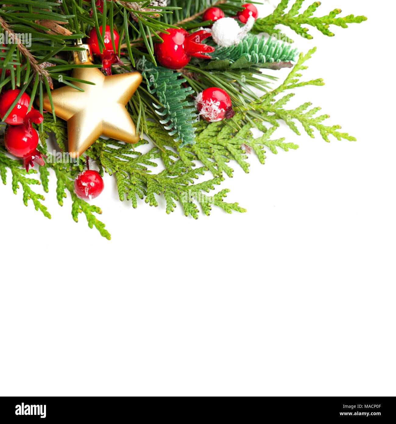 Christmas Background with Red Holly Berries, Xmas Tree Twig and Golden Star on White Background with Copy Space Stock Photo