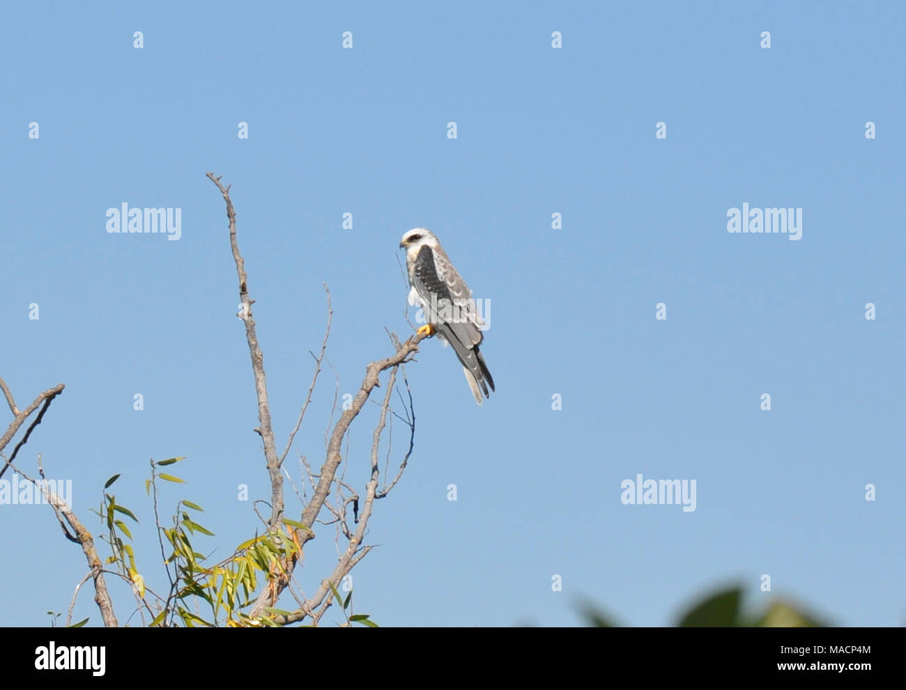 White tailed kite egg hires stock photography and images Alamy