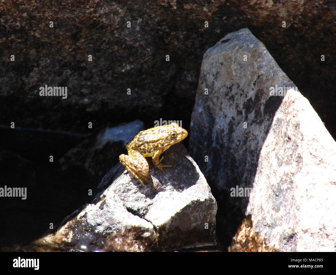 Yellow legged frog on a rock. The FWS is currently monitoring the following two populations of the Mountain Yellow-Legged frog   - Southern California population, endangered. Found in California and Nevada .  - all mountain yellow-legged frogs that occur north of the Tehachapi Mountains in the Sierra Nevada. This is a candidate for listing on the endangeres species act. Occurs in California and Nevada . /Rick Kuyper Stock Photo