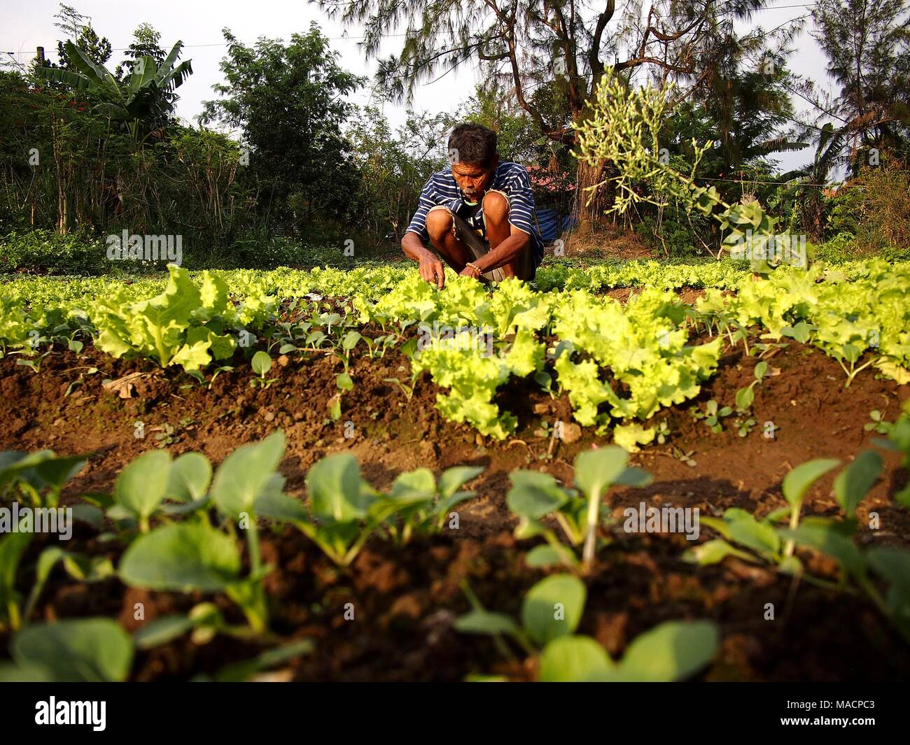 ANTIPOLO CITY, PHILIPPINES MARCH 28, 2018 A farmer plants lettuce