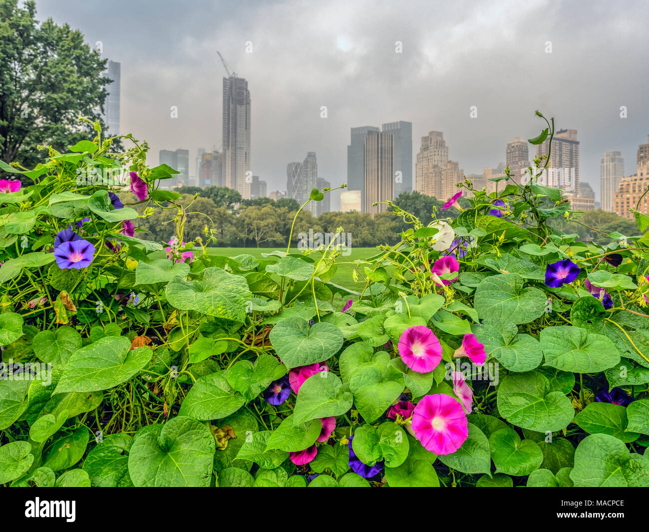 Central Park, New York City in late summer early morning Stock Photo