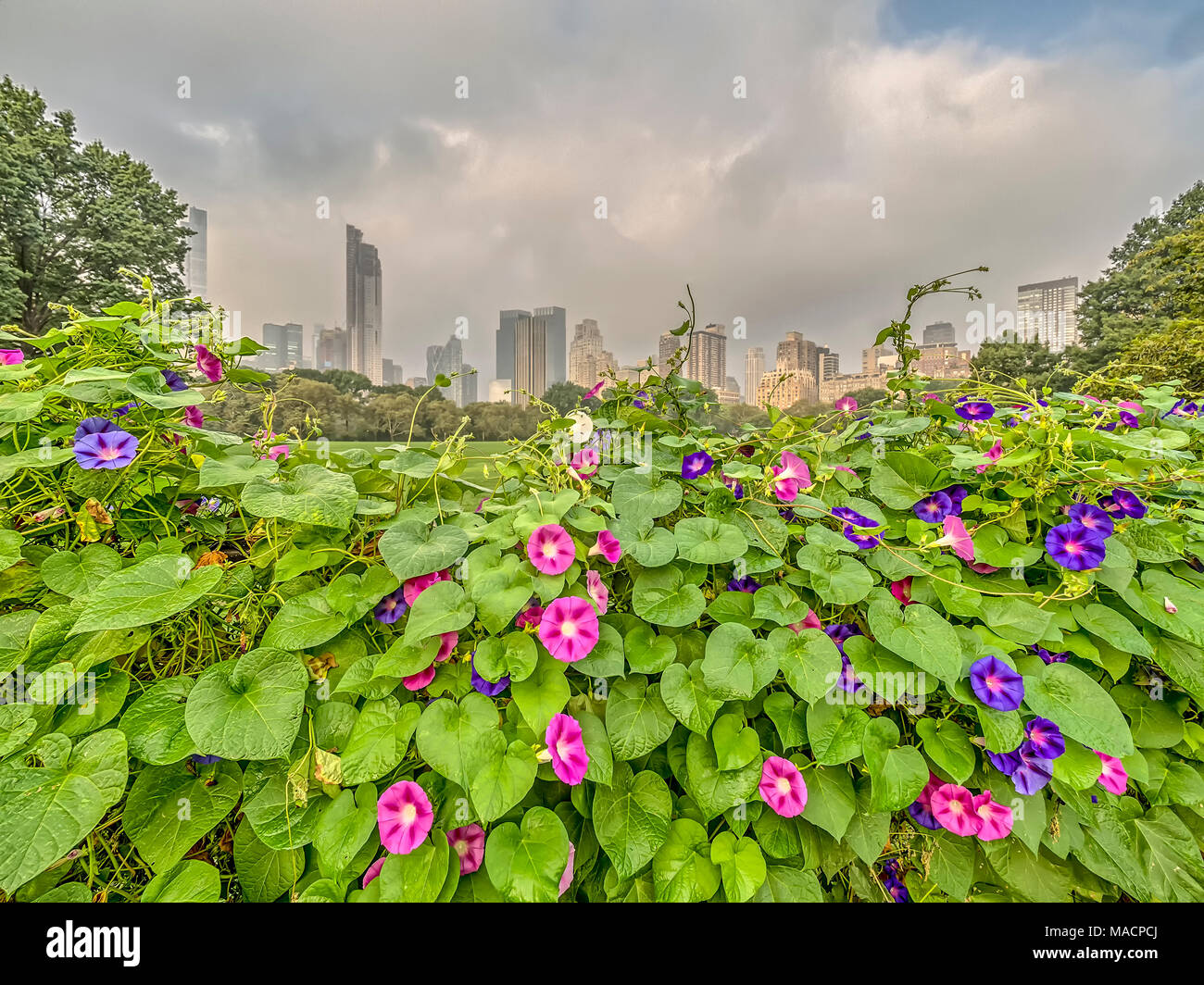 Central Park, New York City in late summer early morning Stock Photo