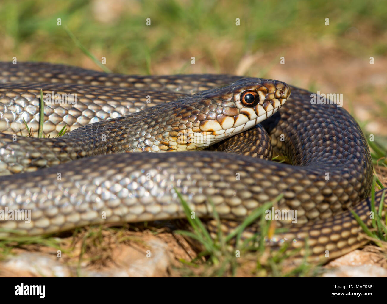 Adult Caspian Whip Snake (Dolichophis caspius) on the Greek Island of Kalymnos Stock Photo