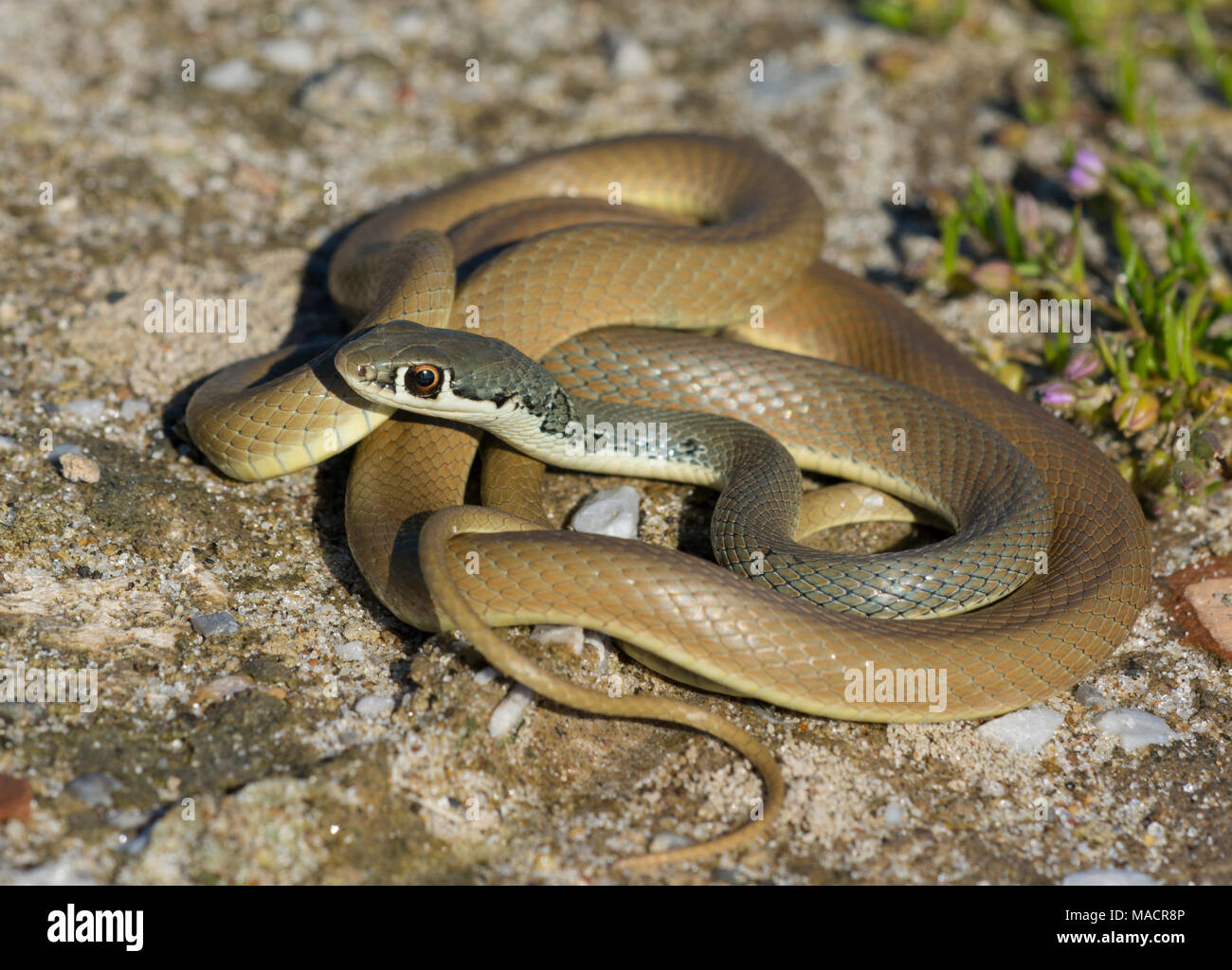 Close up of a Dahl's Whip Snake (Platyceps najadum) on the Greek Island of Kos, Greece. Stock Photo