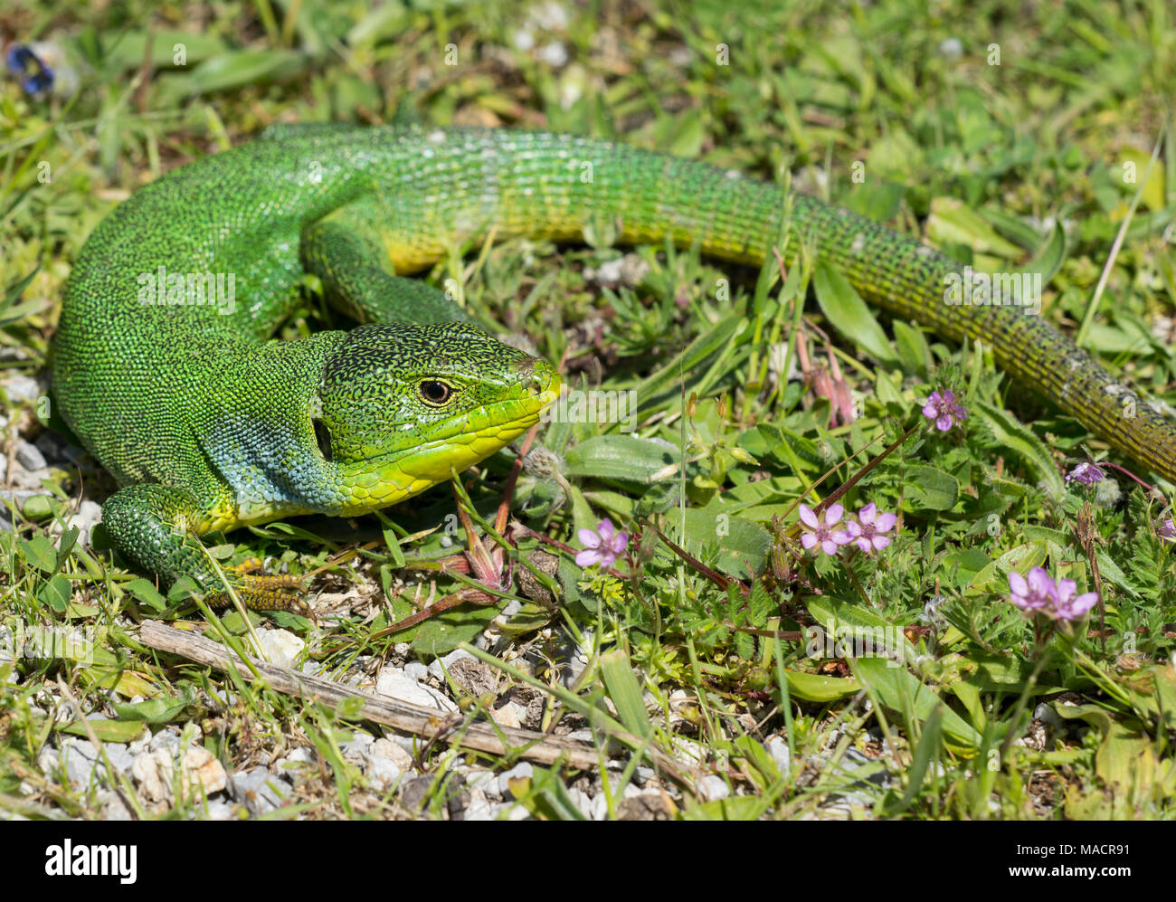 Adult male Balkan Green Lizard (Lacerta trilineata) on the Greek Island of Kos Stock Photo