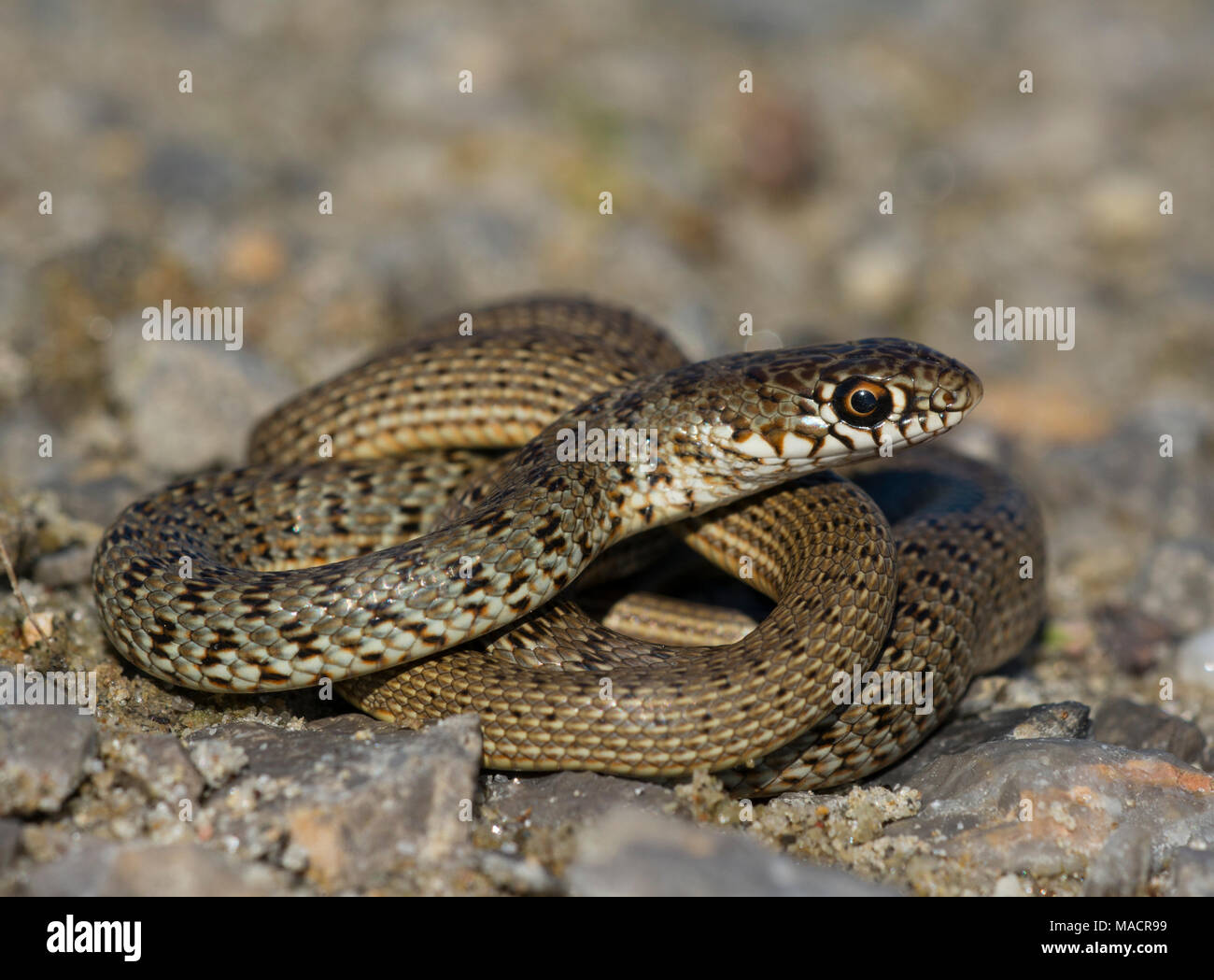 Juvenile Black Whip Snake (Dolichophis jugularis) on the Greek Island of Kos Stock Photo