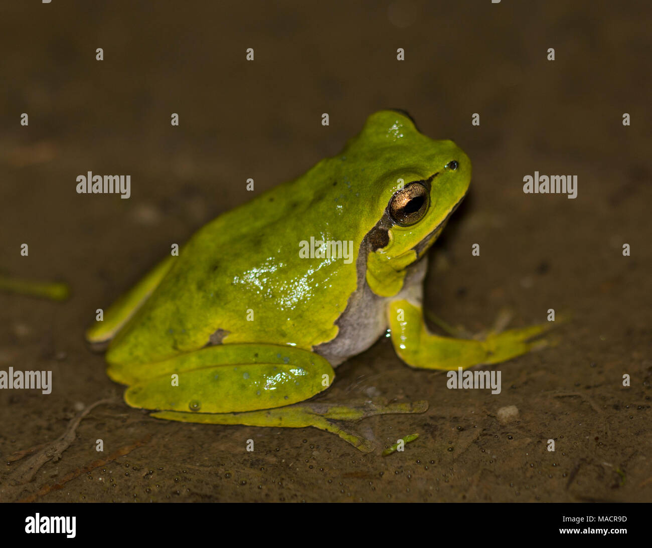Eastern tree frog hyla orientalis hires stock photography and images