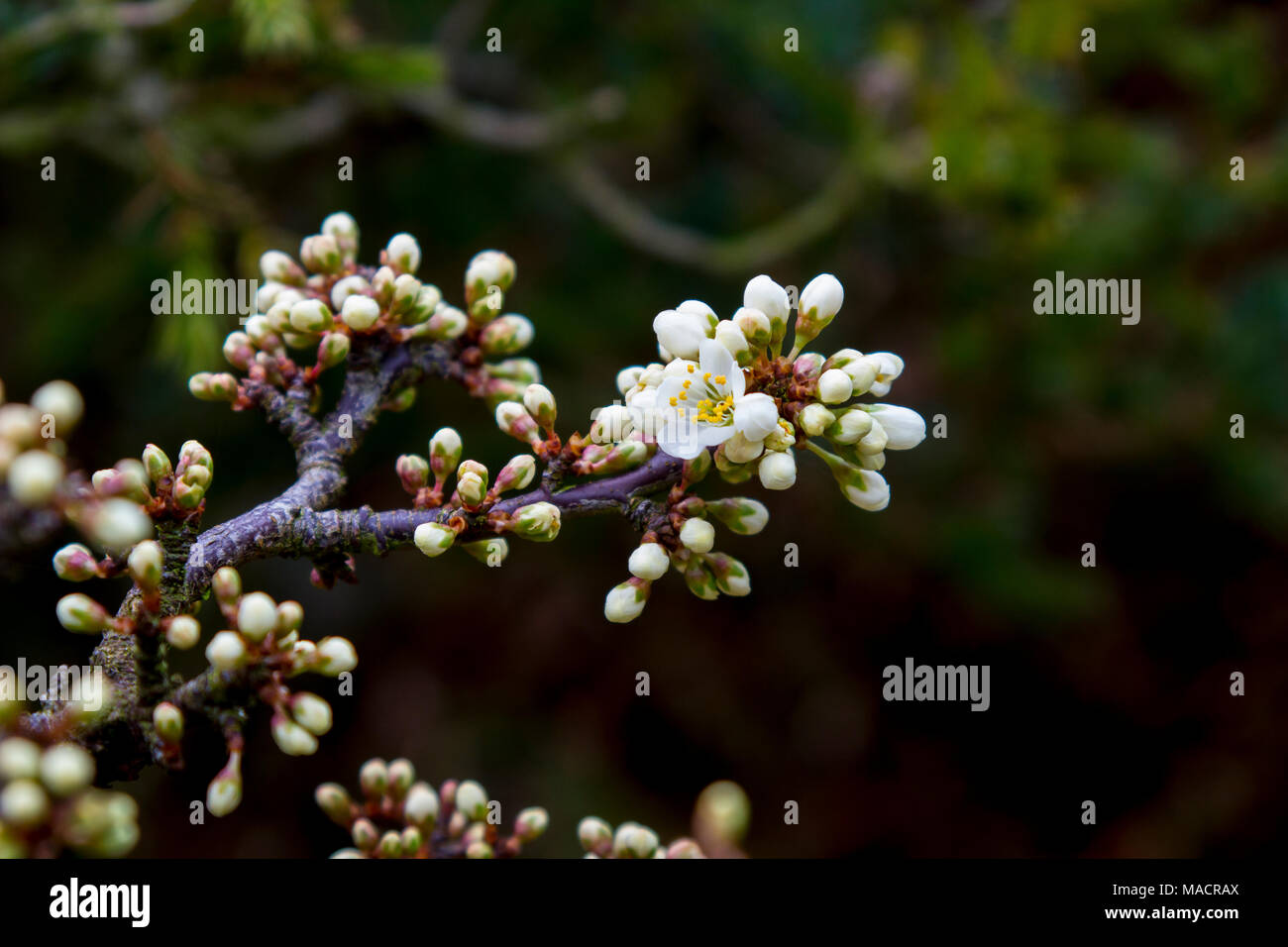 Detail of emerging flowers in spring on a Shohin Blackthorn Bonsai tree