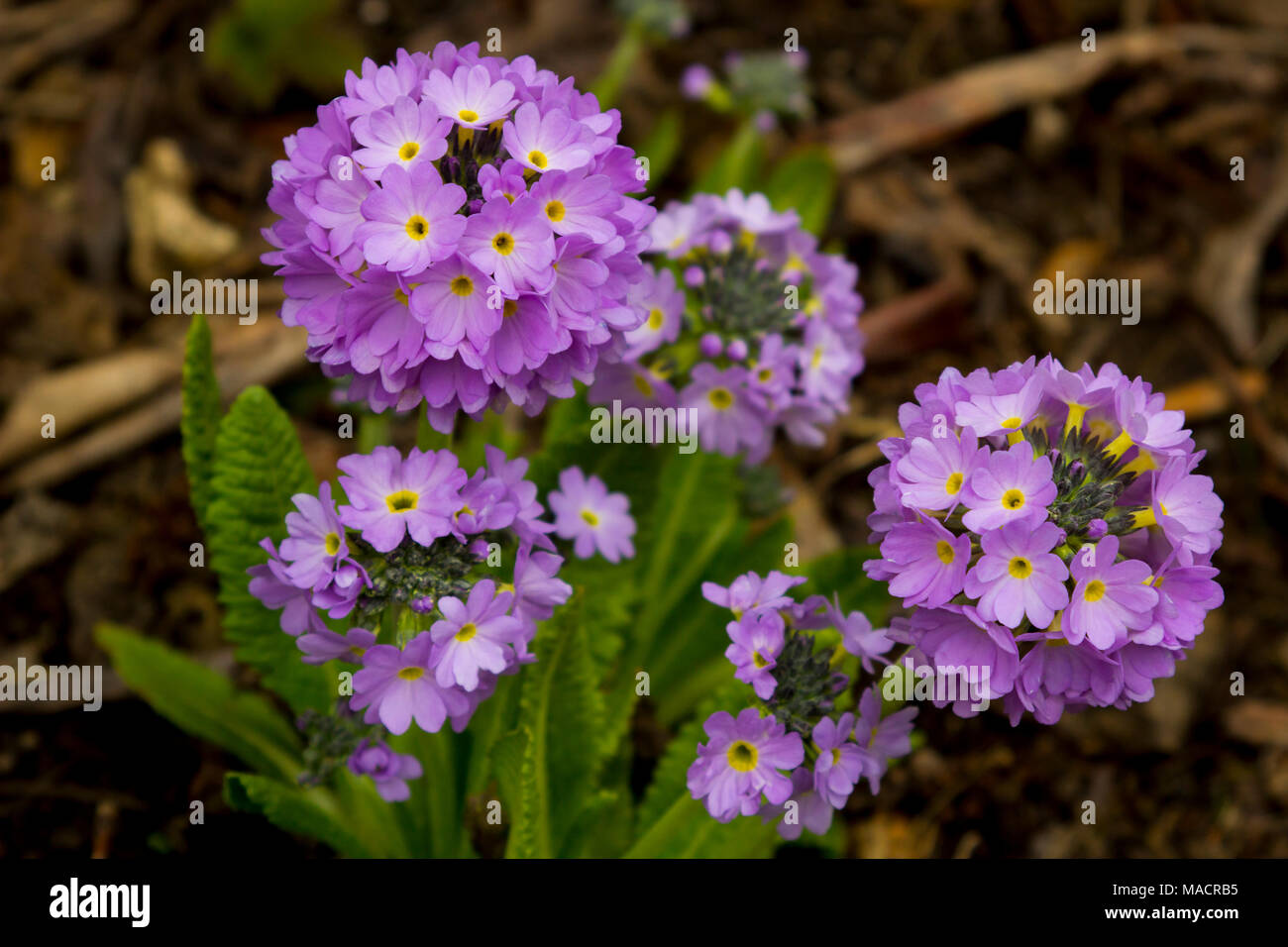 Lavender coloured perennial Primula Denticulata flowers providing a burst of colour in the garden in early spring Stock Photo