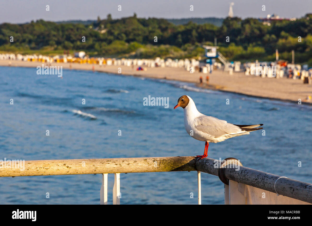 Seagull on a pier with Baltic Sea beach on the background. Ahlbeck, island of Usedom, Germany. Concept vacation or travel Stock Photo