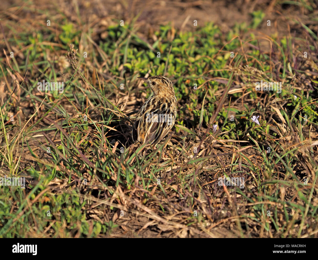 tiny wing-snapping cisticola (Cisticola ayresii), aka Ayres' cisticola camouflaged with cryptic plumage on grass plains of Masai Mara ,Kenya,Africa Stock Photo